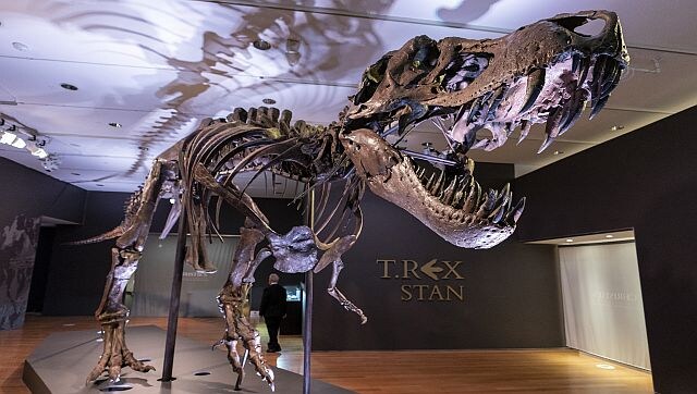 Tyrannosaurus rex's big, bare teeth? New study says they were hidden behind lips