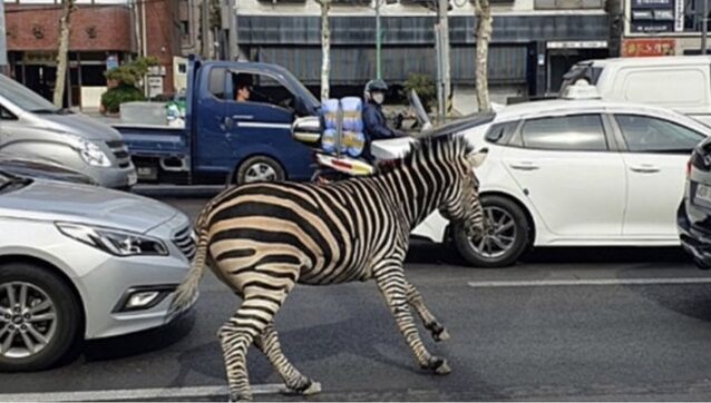 Stop, there's a zebra crossing! Escaped beast roams Seoul streets Stop, there's a zebra crossing! Escaped beast roams Seoul streets