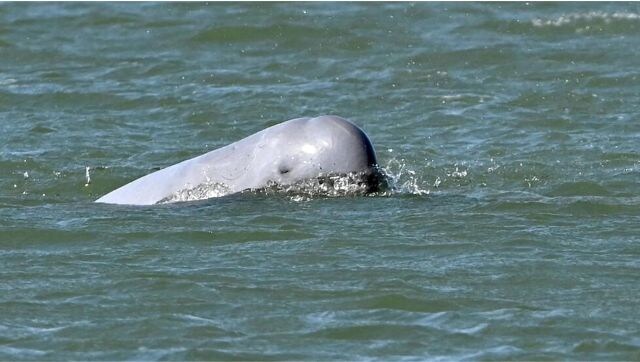 The battle to save Cambodia's river dolphins from extinction