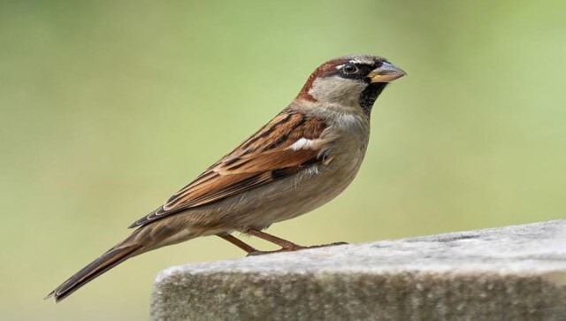 World Sparrow Day 2023: Our little brown-grey birdie needs help!