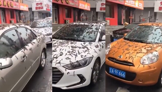 WATCH: Earthworm rain in China leaves internet stunned as many seek logical explanation
