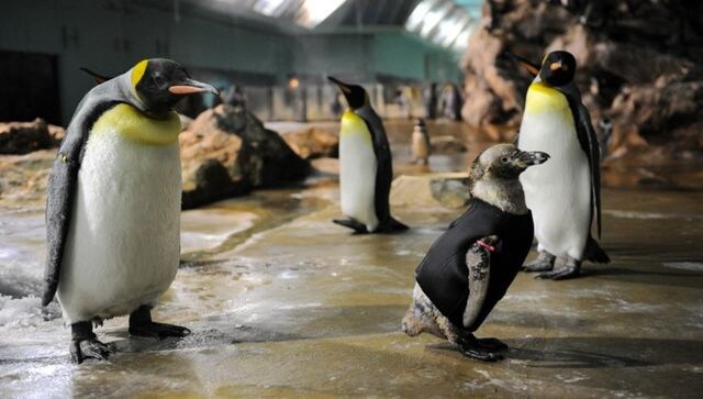 Why did elderly penguins in Singapore get custom lenses?