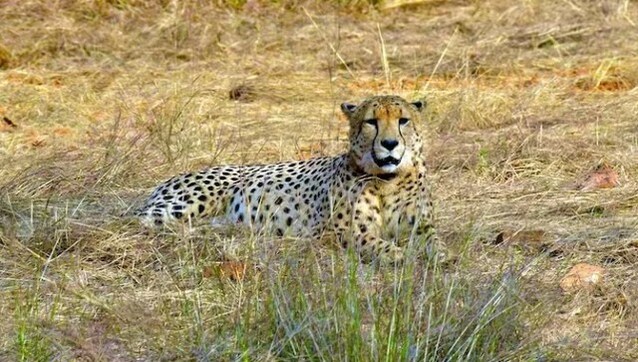 A female cheetah translocated from Namibia dies in India's Kuno: What went wrong? A female cheetah translocated from Namibia dies in India's Kuno: What went wrong?