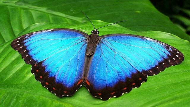 Explained: Why butterflies are not considered wildlife Explained: Why butterflies are not considered wildlife