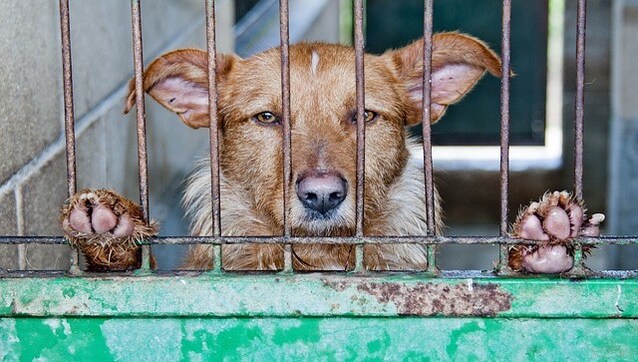 'Layer of Carcasses on the Ground': How 60-year-old South Korean man starved 1,000 dogs to death 'Layer of Carcasses on the Ground': How 60-year-old South Korean man starved 1,000 dogs to death
