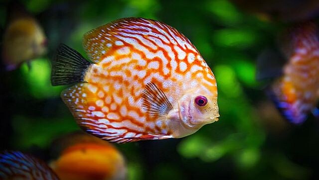 Explained: Can fish sense one another's fear?
