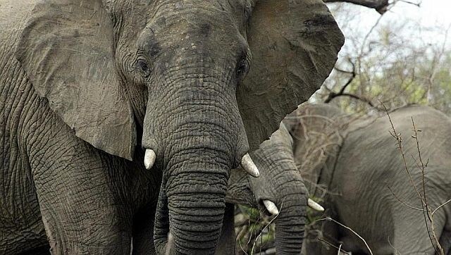 UK wants to ban import of hunting trophies: Why are African conservationists opposing it?