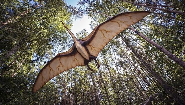 Explained: The special bones that allowed dinosaurs to fly Explained: The special bones that allowed dinosaurs to fly