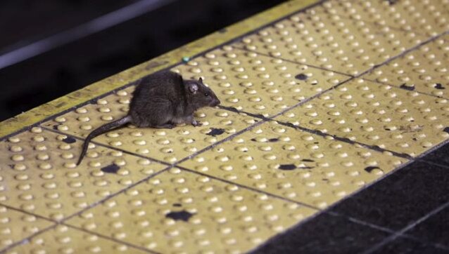 New York City has eight million rats and they could carry COVID variants: How worried should people be? New York City has eight million rats and they could carry COVID variants: How worried should people be?