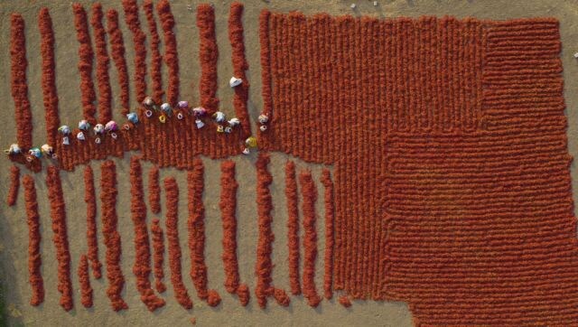 Sun-dried red chillies are being sorted on a small family farm near Guntur, Andhra Pradesh. India is the largest producer of dried red chillies in the world, accounting for 41 per cent of the 4.2 million tonnes of global production. Image Courtesy: George Steinmetz/Sony World Photography Awards 2023 Sun-dried red chillies are being sorted on a small family farm near Guntur, Andhra Pradesh. India is the largest producer of dried red chillies in the world, accounting for 41 per cent of the 4.2 million tonnes of global production. Image Courtesy: George Steinmetz/Sony World Photography Awards 2023