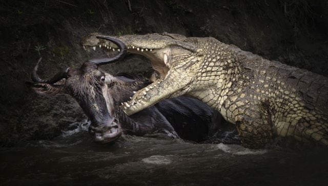 Life or Death: A crocodile pounces on a wildebeest in a river in Kenya’s Masai Mara National Reserve. The unfortunate wildebeest had been attempting to cross the river as part of the great migration of animals that takes place in the reserve each year. Zhu says that due to the ‘unpredictability’ of the migration, taking a great shot of wildebeest herds crossing a river ‘can take several weeks of patience and dedication’. Image Courtesy: Zhu Zhu/Sony World Photography Awards 2023 Life or Death: A crocodile pounces on a wildebeest in a river in Kenya’s Masai Mara National Reserve. The unfortunate wildebeest had been attempting to cross the river as part of the great migration of animals that takes place in the reserve each year. Zhu says that due to the ‘unpredictability’ of the migration, taking a great shot of wildebeest herds crossing a river ‘can take several weeks of patience and dedication’. Image Courtesy: Zhu Zhu/Sony World Photography Awards 2023
