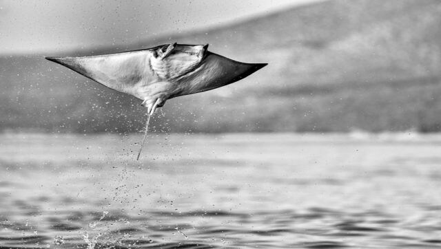 Full Extension: The annual mobula ray migration in Baja California. The ray fever creates intriguing dynamic patterns and textures underwater, in contrast to the individual jumps outside the water. Image Courtesy: Martin Broen/Sony World Photography Awards 2023 Full Extension: The annual mobula ray migration in Baja California. The ray fever creates intriguing dynamic patterns and textures underwater, in contrast to the individual jumps outside the water. Image Courtesy: Martin Broen/Sony World Photography Awards 2023