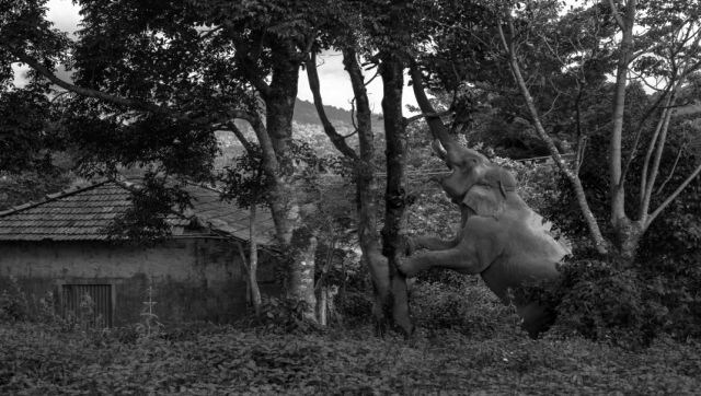 Almost There: A lone tusker with slender, twig-sized tusks in the Nelliyampathy hills in Kerala, India. Locals call him ‘Chillikomban’ and he spends most of his time in and around human habitations, negotiating steep hills, tea estates and misty roads. Image Courtesy: Aneesh Sankarankutty/Sony World Photography Awards 2023 Almost There: A lone tusker with slender, twig-sized tusks in the Nelliyampathy hills in Kerala, India. Locals call him ‘Chillikomban’ and he spends most of his time in and around human habitations, negotiating steep hills, tea estates and misty roads. Image Courtesy: Aneesh Sankarankutty/Sony World Photography Awards 2023