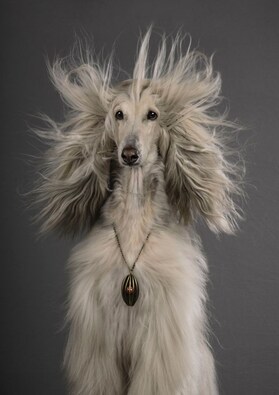 Sophia: Sophia the dog stares right into the camera lens giving this beautiful image. Image Courtesy: Julia Christe/Sony World Photography Awards 2023 Sophia: Sophia the dog stares right into the camera lens giving this beautiful image. Image Courtesy: Julia Christe/Sony World Photography Awards 2023