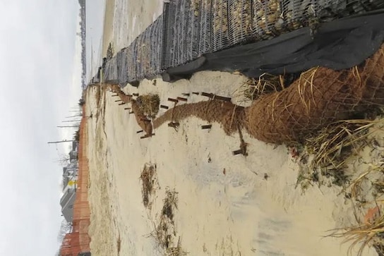 How coconuts protect the Jersey Shore, other eroding coasts