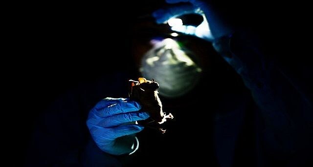 Man Vs Virus: How scientists are preparing for future pandemics in a Mexican jungle