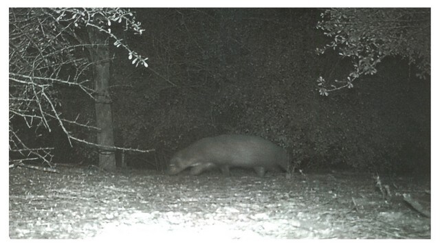 Strange-looking 4-legged animal seen inside US state park; pic goes viral