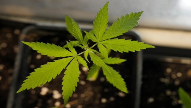 Up in Smoke: Germany was all set to legalise weed. Then it didn't. What happened? Up in Smoke: Germany was all set to legalise weed. Then it didn't. What happened?