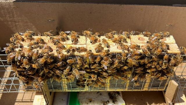 California long rainy winters hit beekeepers, but could be a good year for honey California long rainy winters hit beekeepers, but could be a good year for honey