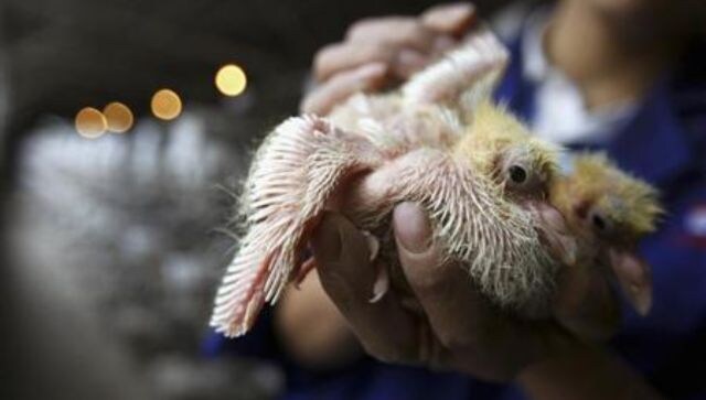 China reports first death from H3N8 bird flu