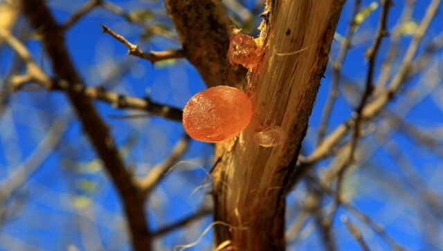 Not So Fizzy: How Sudan conflict can affect the supply of soft drinks, candy