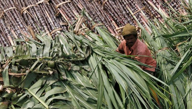 Explained Why India is likely to ban sugar exports