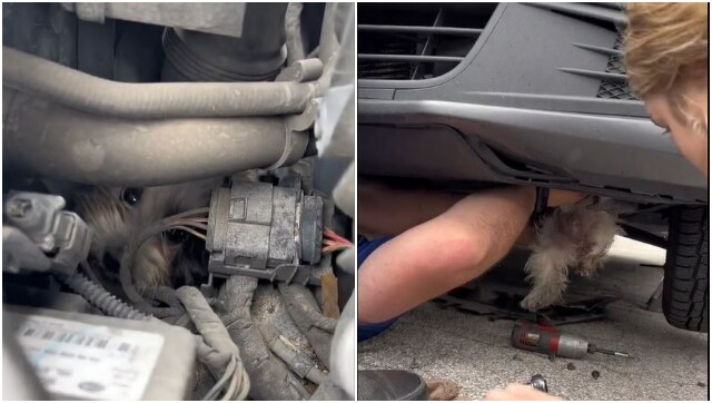 Viral: Dog rescued after surviving 30-mile ride in car engine compartment