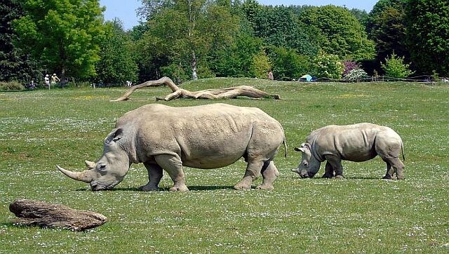 The world's largest rhinoceros farm is up for sale. Are you willing to buy it? The world's largest rhinoceros farm is up for sale. Are you willing to buy it?