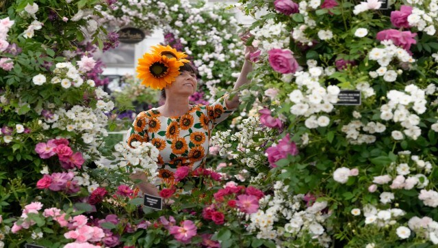 Fran Suermondt from Burpee Europe looks at a display of Peter Beales Classic Roses at the Chelsea Flower Show in London. The first show at Chelsea, known as the Great Spring Show was held in May 1913. The show was discontinued in 1939 for World War II and was brought back in 1945 after the war ended. AP Fran Suermondt from Burpee Europe looks at a display of Peter Beales Classic Roses at the Chelsea Flower Show in London. The first show at Chelsea, known as the Great Spring Show was held in May 1913. The show was discontinued in 1939 for World War II and was brought back in 1945 after the war ended. AP