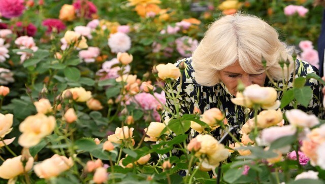 Britain’s Queen Camilla smells roses at the RHS Chelsea Flower Show, London. AP Britain’s Queen Camilla smells roses at the RHS Chelsea Flower Show, London. AP