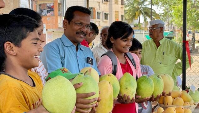 Mangoes weighing 2.5 kg named after NCP chief Sharad Pawar grab eyeballs in Solapur