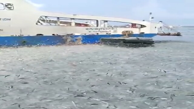 Scores of fish leap out of water at Kochi Water Metro terminal; video goes viral Scores of fish leap out of water at Kochi Water Metro terminal; video goes viral