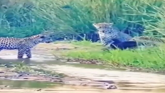 It was honey badger vs three leopards - guess who won? It was honey badger vs three leopards - guess who won?