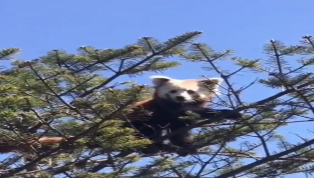 Endangered Red Panda spotted in Tawang, Kiren Rijiju calls it adorable
