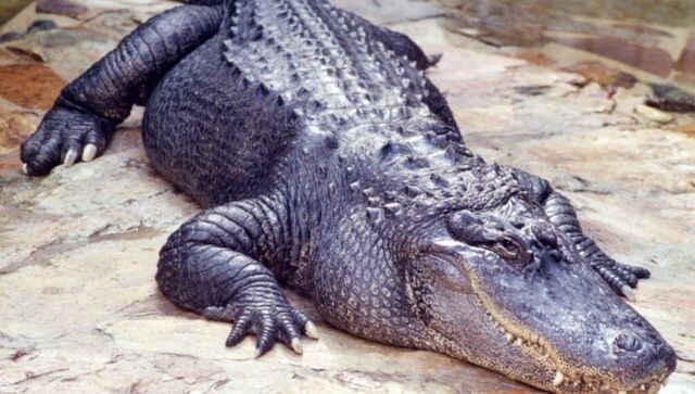 Man attacked by alligator near Florida's Port Charlotte; ends up losing his arm