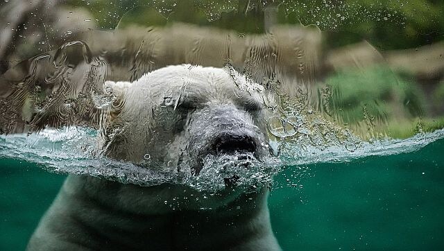 Explained: How climate change is threatening the future of wildlife