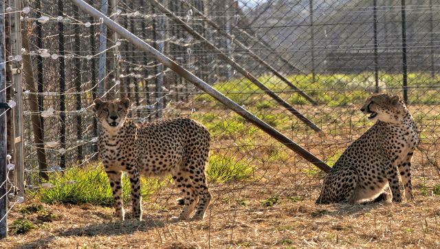 6 deaths in 2 months but the worst is yet to come Why India will see more cheetah deaths