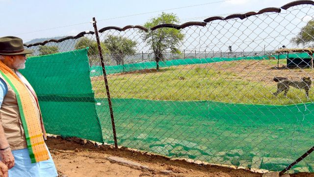 6 deaths in 2 months but the worst is yet to come Why India will see more cheetah deaths
