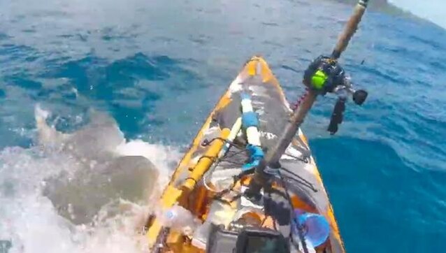 Man narrowly escapes shark attack during fishing in Hawaii; scary video goes viral Man narrowly escapes shark attack during fishing in Hawaii; scary video goes viral