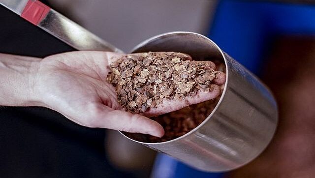 A Sweet Solution: Can chocolate help fight climate change?