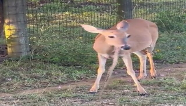 WATCH: Deer eats snake bit-by-bit, netizens baffled