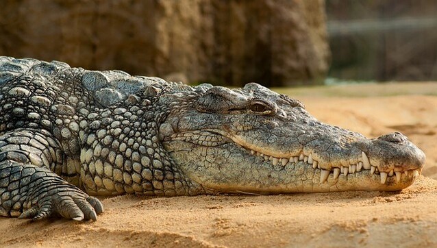 ‘Virgin birth’: How did a crocodile make herself pregnant? ‘Virgin birth’: How did a crocodile make herself pregnant?
