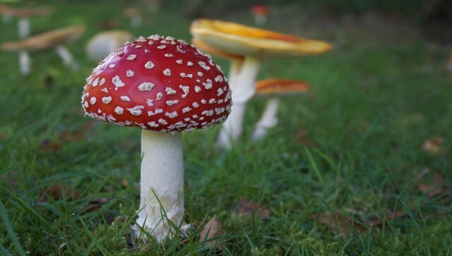 How a mushroom lunch turned into a death trap for an Australian family