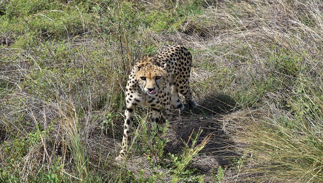 A Year After Reintroduction Of Cheetahs In India A Look At How Big