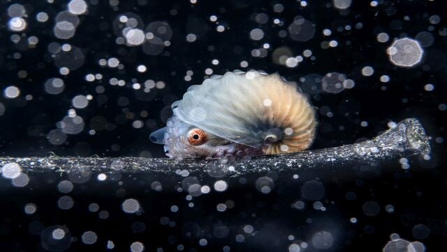 Take a look at the beauty beneath the sea! Take a look at the beauty beneath the sea!