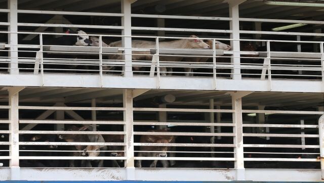 16,000 sheep, cattle stranded at sea amid Red Sea crisis: How live exports put animals at risk