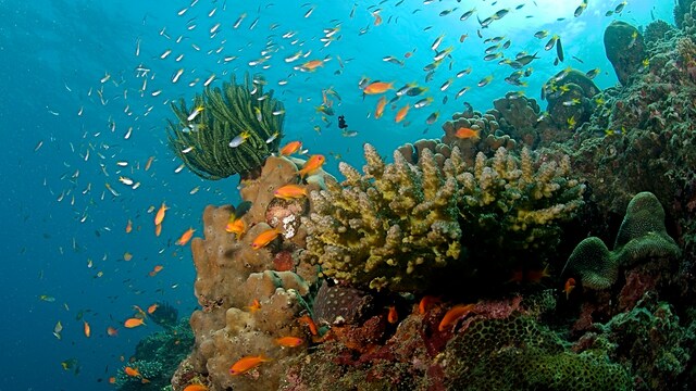 Rising ocean temperatures kills 60 percent of Guam's coral reefs in Pacific Ocean