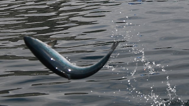 US regulators green light genetic modification of salmon to make it grow twice as fast US regulators green light genetic modification of salmon to make it grow twice as fast
