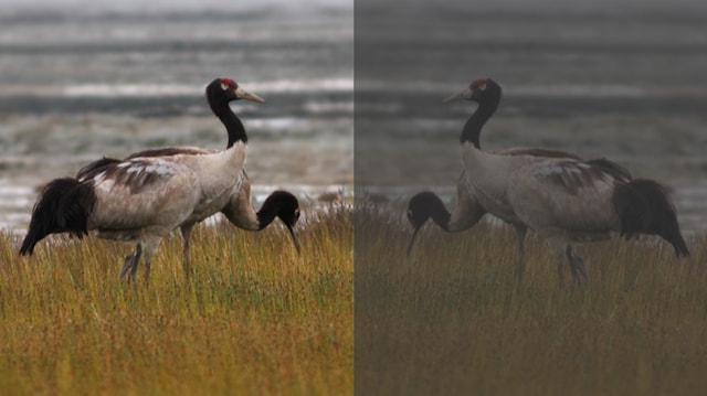 In Bhutan, widespread plastic use further threatens vulnerable black-necked cranes In Bhutan, widespread plastic use further threatens vulnerable black-necked cranes