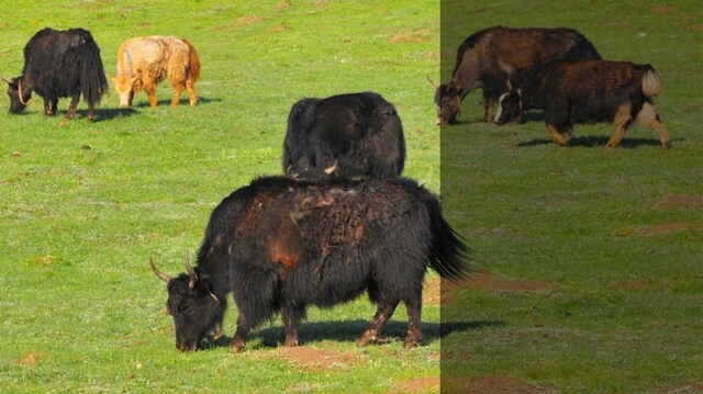 Tibetan grasslands could be saved by return to traditional grazing, replacing old policies Tibetan grasslands could be saved by return to traditional grazing, replacing old policies